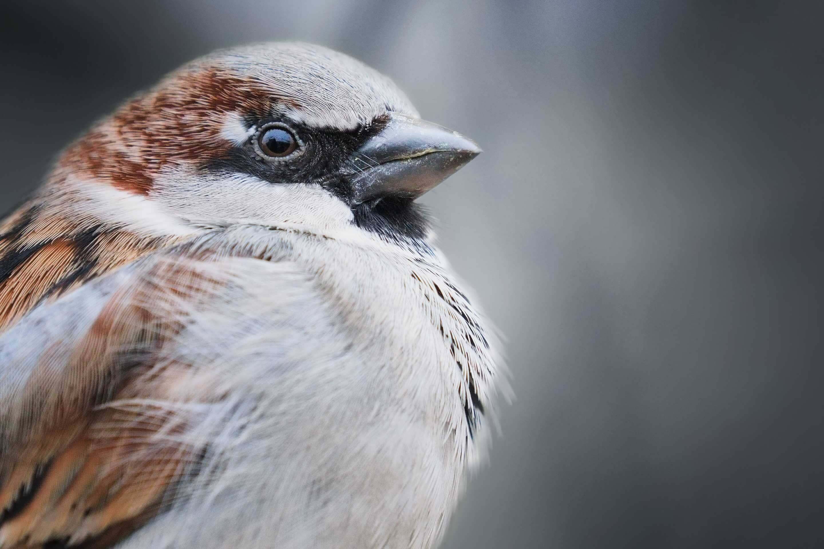 Nahaufnahme eines Sperlings (Spatz)