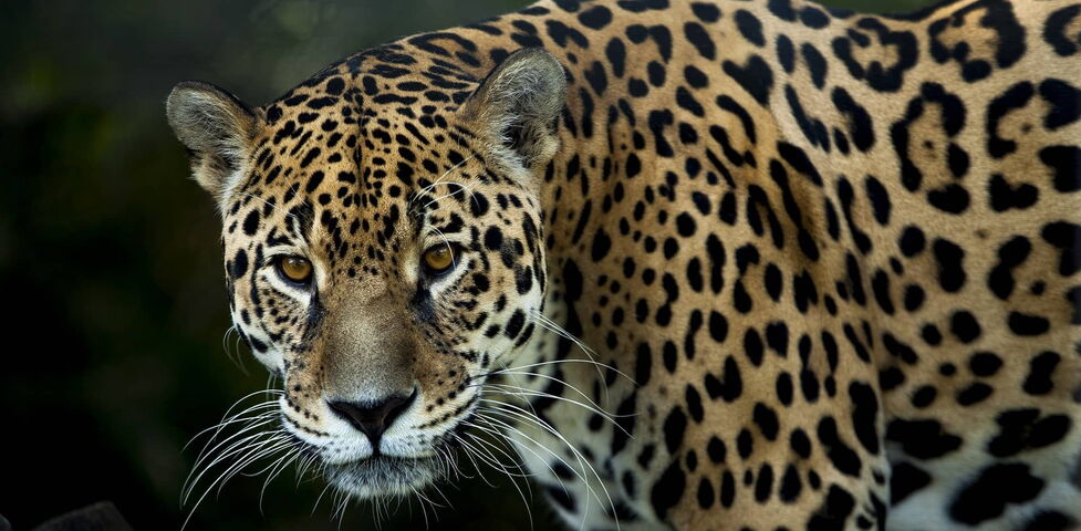 Nahaufnahme eines Jaguars