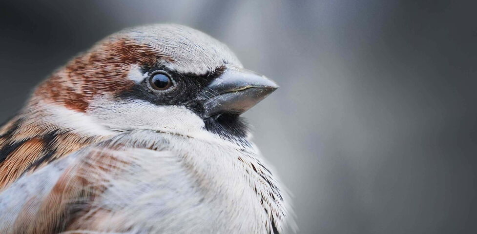 Nahaufnahme eines Sperlings (Spatz)